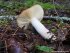 Russula paludosa