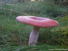 Russula paludosa