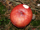 Russula paludosa