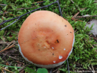 Russula velenovskyi