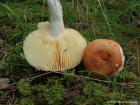 Russula velenovskyi