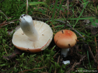 Russula velenovskyi