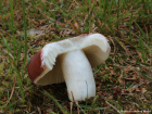 Russula vesca