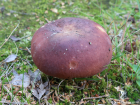 Russula vesca