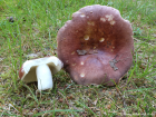 Russula vesca