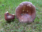 Russula vesca