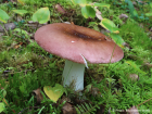 Russula vinosa