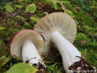 Russula vinosa