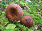 Russula vinosa