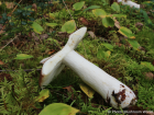 Russula vinosa