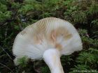 Russula xerampelina