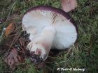 Russula xerampelina