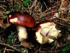 Russula xerampelina