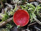 Sarcoscypha austriaca