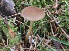 Strobilurus esculentus