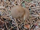 Strobilurus esculentus