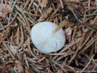 Strobilurus esculentus