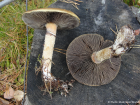 Stropharia hornemannii