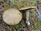 Stropharia hornemannii