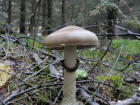 Stropharia hornemannii