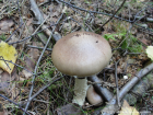 Stropharia hornemannii