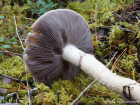 Stropharia hornemannii