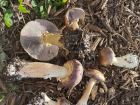 Stropharia rugosoannulata