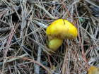 Suillus americanus