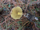 Suillus americanus