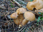 Suillus bovinus