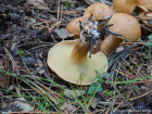 Suillus bovinus