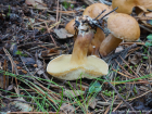 Suillus bovinus