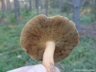 Suillus bovinus