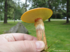 Suillus grevillei