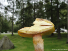 Suillus grevillei