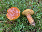 Suillus grevillei