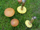 Suillus grevillei