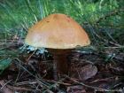 Suillus grevillei