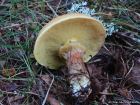 Suillus grevillei