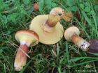Suillus grevillei
