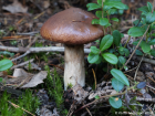 Suillus luteus