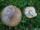 Suillus luteus