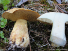 Suillus variegatus