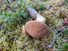 Suillus variegatus