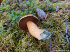 Suillus variegatus