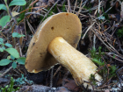 Suillus variegatus