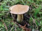 Suillus variegatus