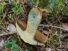 Suillus variegatus