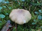 Tricholoma aestuans