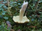 Tricholoma aestuans